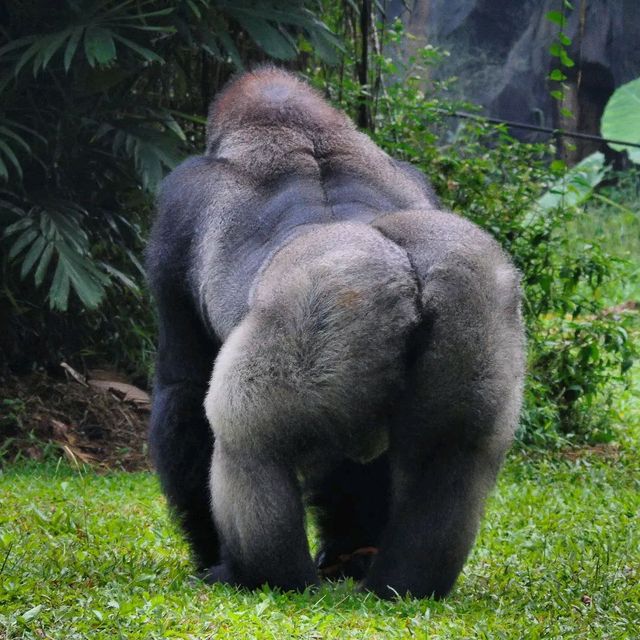 Ragunan Zoo,Jakarta