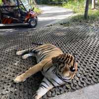 芭堤雅老虎公園 🐯