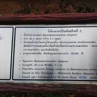 อุทยานแห่งชาติไม้กลายเป็นหิน 