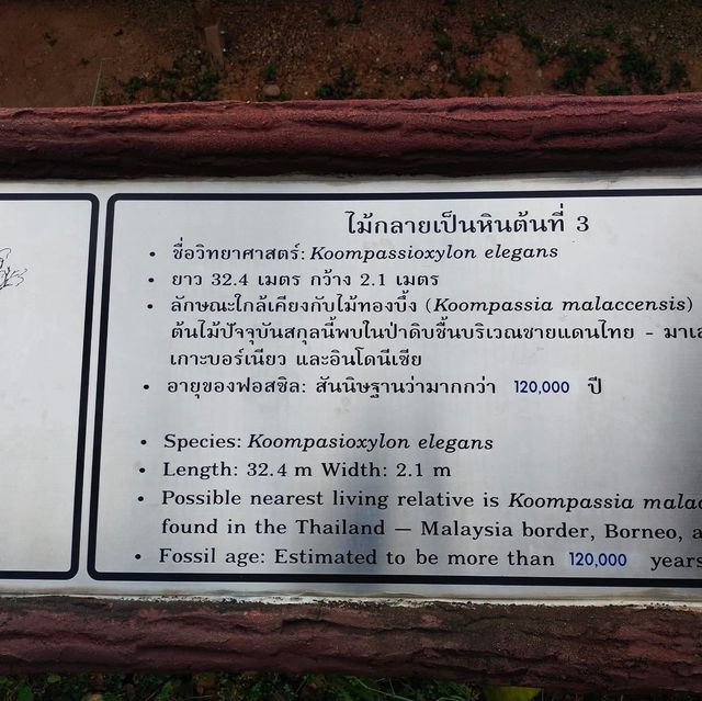 อุทยานแห่งชาติไม้กลายเป็นหิน 