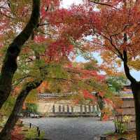 京都紅葉2022  宝厳院の素晴らしい紅葉