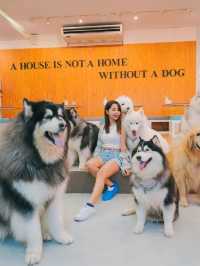 Husky House Cafe ชลบุรี