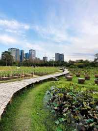 ทุ่งทานตะวันบานกลางกรุง2023 @สวนรถไฟ 🌻🤍🌿