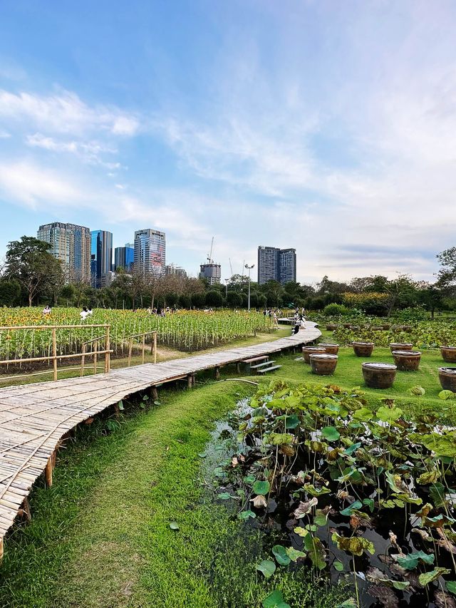 ทุ่งทานตะวันบานกลางกรุง2023 @สวนรถไฟ 🌻🤍🌿