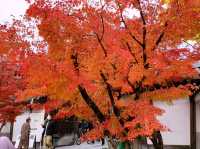 京都[紅葉めぐり]  永観堂(禅林寺)  圧巻の堂内編