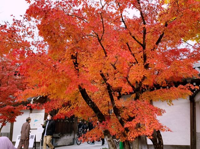 京都[紅葉めぐり]  永観堂(禅林寺)  圧巻の堂内編