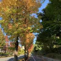 柏の葉公園　秋の紅葉が綺麗