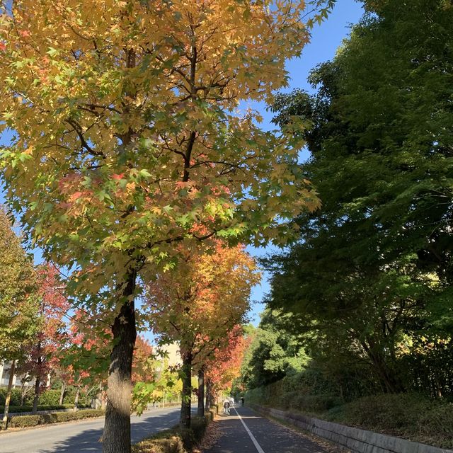 柏の葉公園　秋の紅葉が綺麗