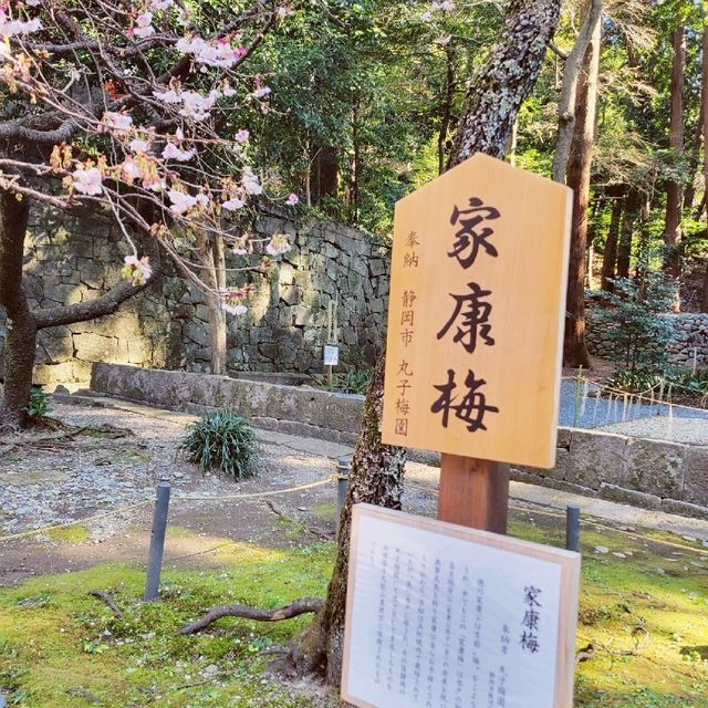 【久能山】ちょっと早い梅の花