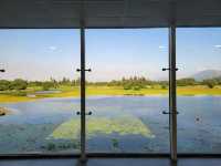 候鳥天堂。香港濕地公園 Hong Kong Wetland Park