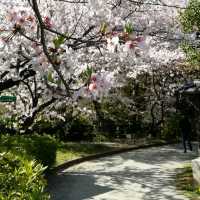 [福岡市]桜🌸満開で花吹雪舞う「西公園」