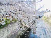 目黑川櫻花 - 沿途與你有過一幀風景