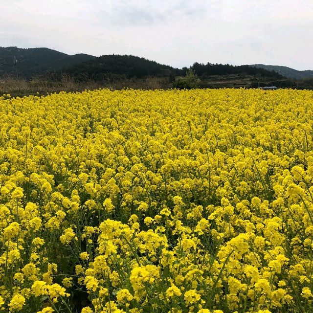 청산도 유채꽃 축제