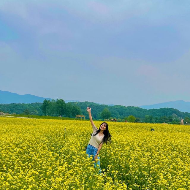 유채꽃이 가득한 5월의 고석정 꽃밭