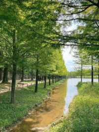 해외감성 물씬나는  담양 메타세쿼이아 가로수길🌿