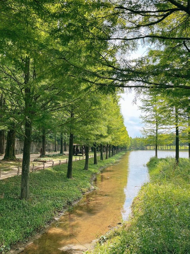 해외감성 물씬나는  담양 메타세쿼이아 가로수길🌿
