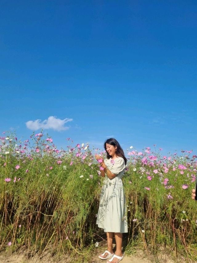 부산에서 만나는 코스모스밭