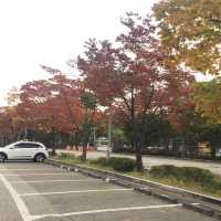 Cỏ lau hồng ở công viên Haneul 🥰