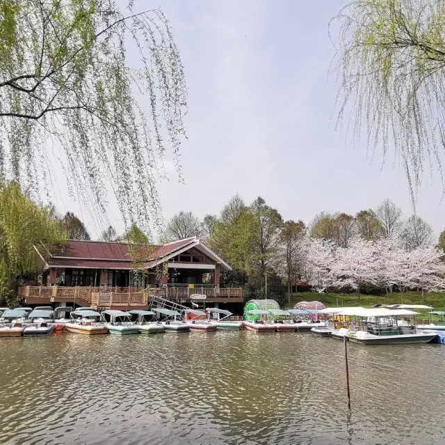 Incredible sakura blossoms in Spring