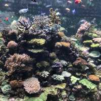 新加坡🇸🇬聖淘沙最大水族館‼️觀賞魚群好地方