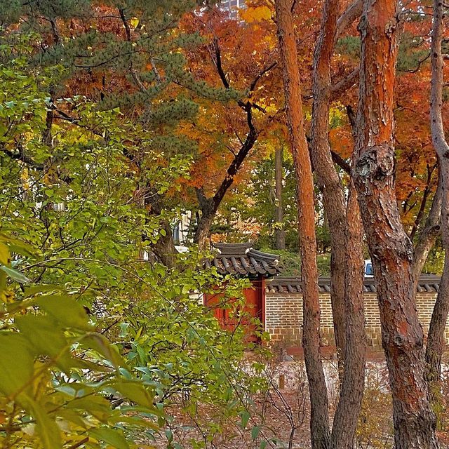 덕수궁에서 보는 가을 🍁