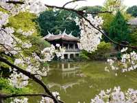 벚꽃명소로 불리는 도쿄의 신주쿠교엔🌸