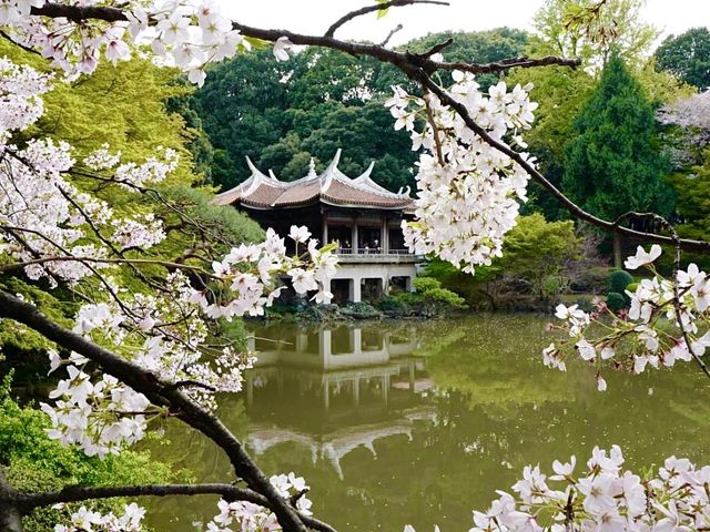벚꽃명소로 불리는 도쿄의 신주쿠교엔🌸
