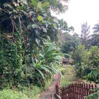 気軽に自然を感じられるパワースポット　ペナン植物園