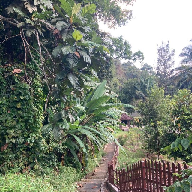 気軽に自然を感じられるパワースポット　ペナン植物園