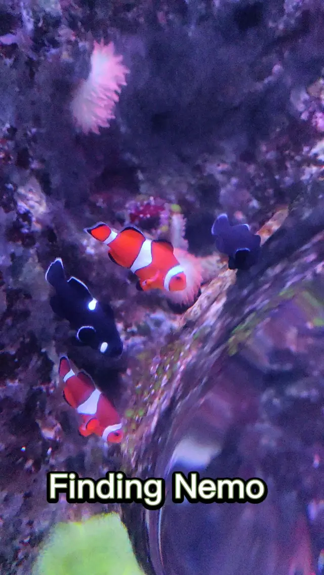 Finding Nemo and Friends at Sumida Aquarium

