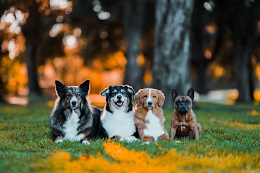 Introduction to Pet Photography with SIGMA Ambassador Anabel DFlux | 10499 Simms St