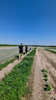 Ackerlauf 2025 | Papes Gemüsegarten - Hofladen Lamme