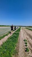 Ackerlauf 2025 | Papes Gemüsegarten - Hofladen Lamme