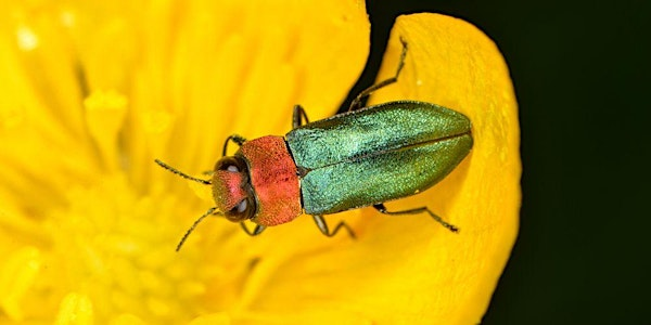 Attracting wildlife to your garden | Lets Grow Preston at Ashton Walled Community Garden