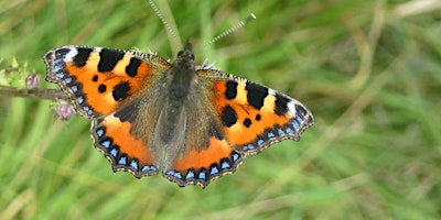 Minibeast hunting at Ryton Pools Country Park | Ryton Pools Country Park