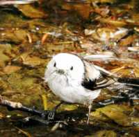 水浴び中の鳥を観察！