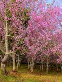 ภูลมโล.. ภูเขาสีชมพู 🌸🌸