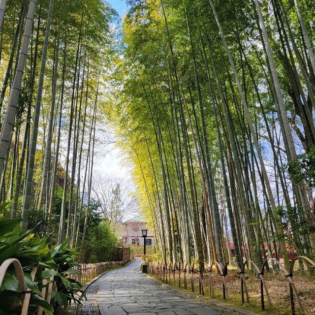 【修善寺】竹林の小径