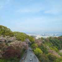 서울타워에서 보는 서울의 봄🌸