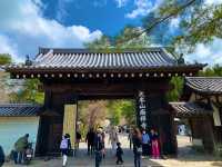 京都　SAKURA 桜めぐり❗️南禅寺の桜に感動❗️