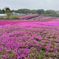 【栃木】まだまだ楽しめる芝ざくら