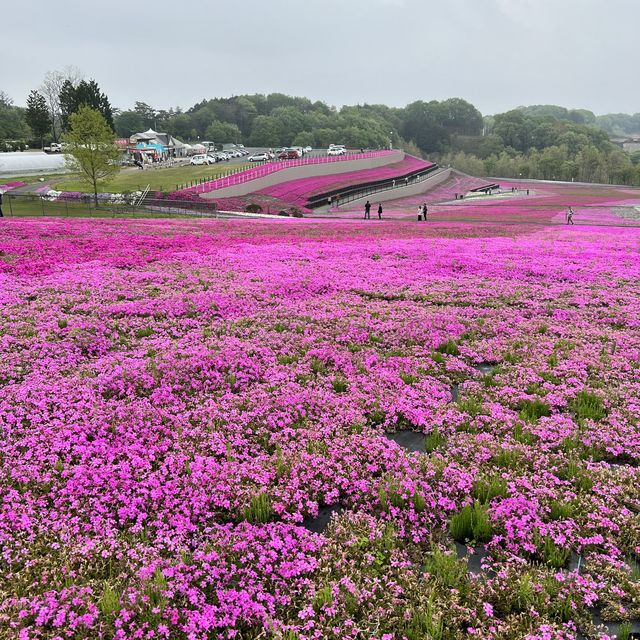 【栃木】まだまだ楽しめる芝ざくら