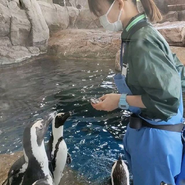 【京都】京都水族館の可愛すぎるペンギンさん✨✨