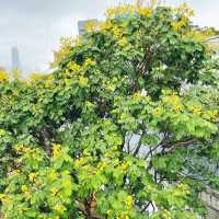 尖沙咀東海濱平台花園
