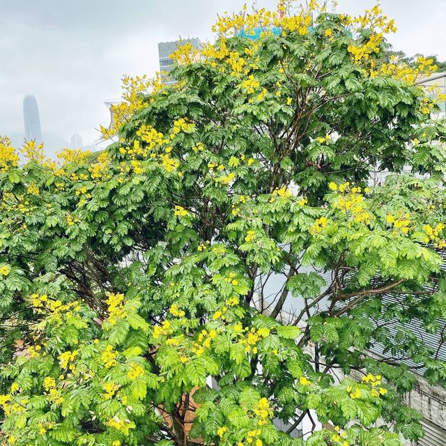 尖沙咀東海濱平台花園