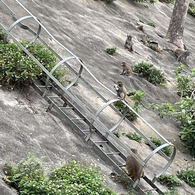 九龍副水塘📸️遊水塘🐵影馬騮⛰️行山遠足