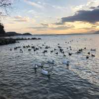滋賀県にあるシャーレ水が浜にやってきた🙌
