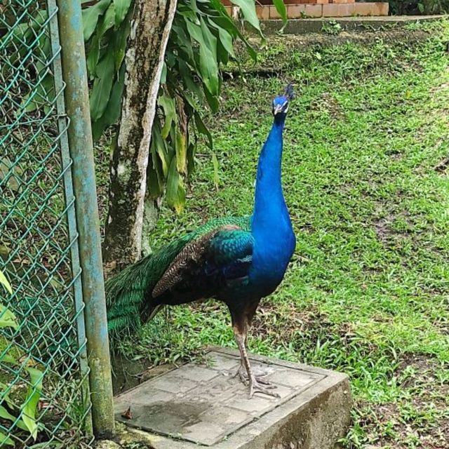 Cheeky Birds at KL Bird Park!❤️