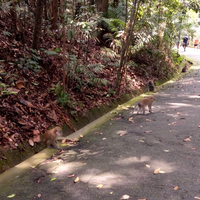 MacRitchie Reservoir