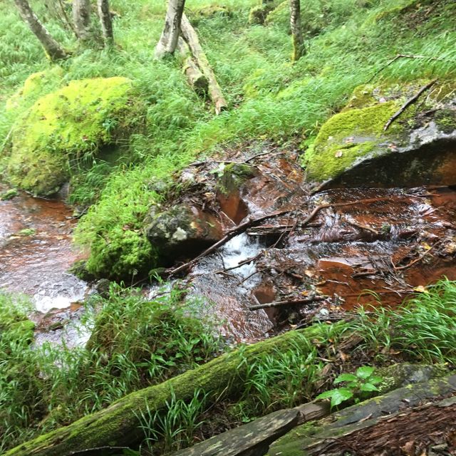 八ヶ岳下山道中